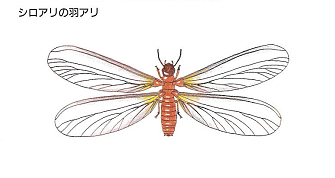 �V���A��